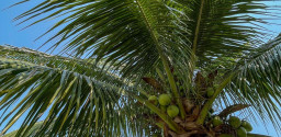Excelente Sítio à venda em Palmital