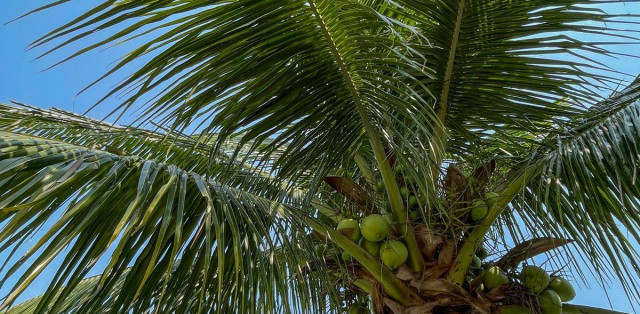 Excelente Sítio à Venda Em Palmital - Foto 1